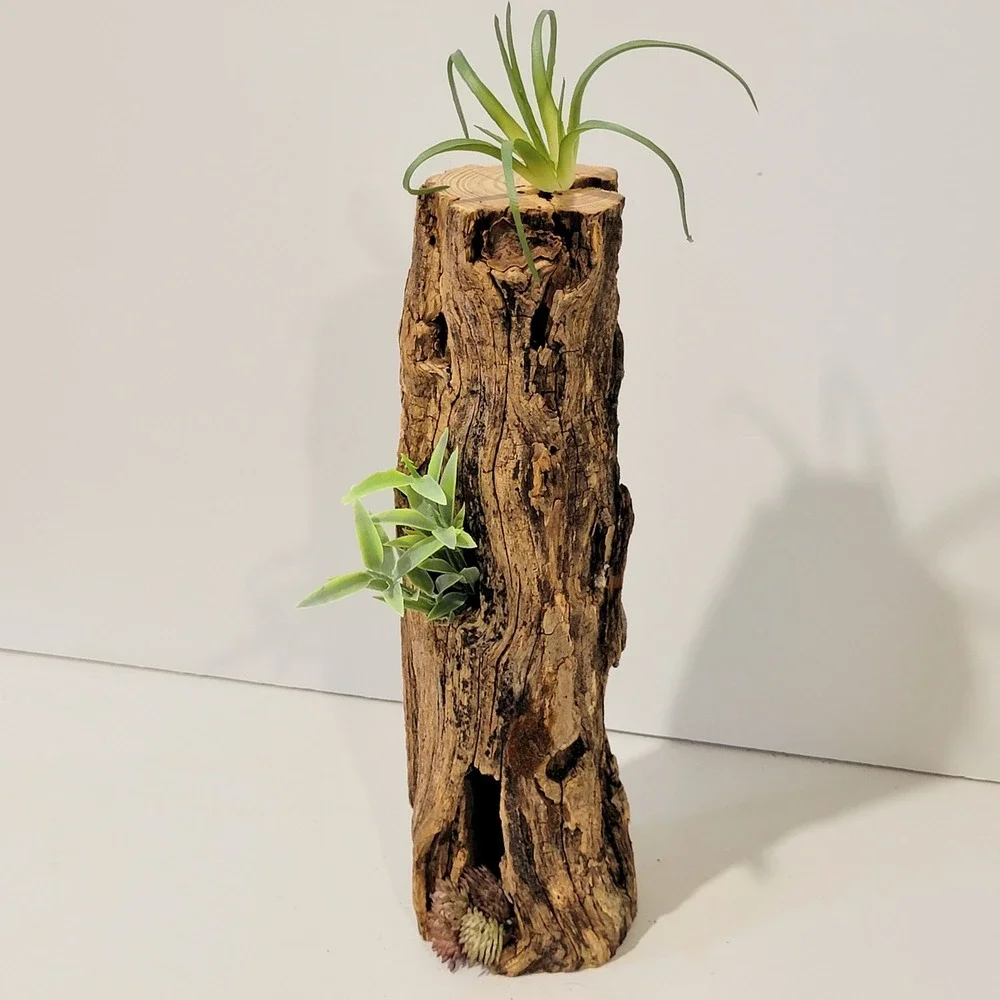 Natural Hollow Log Wood Air Plant Holder Rustic Terrarium Decor 11 inch